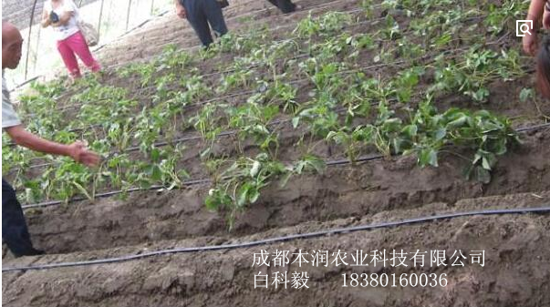 成都温江120亩菜园滴管水肥一体化项目