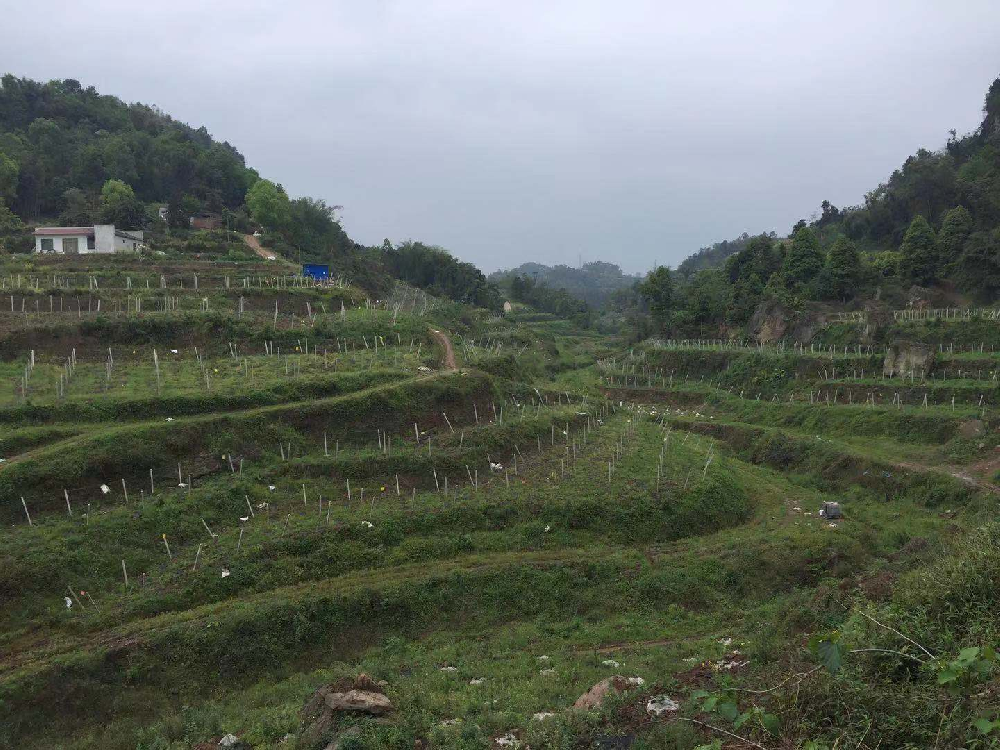 乐山市犍为县八月瓜水肥一体化项目