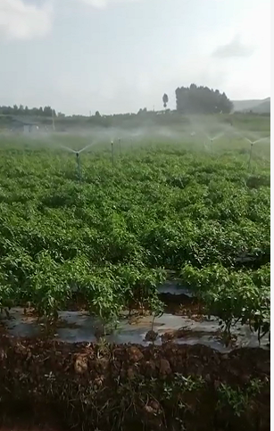 阆中市枇杷蔬菜园物联网水肥一体化项目